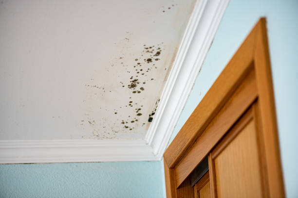 Best Attic Mold Removal  in Springville, UT