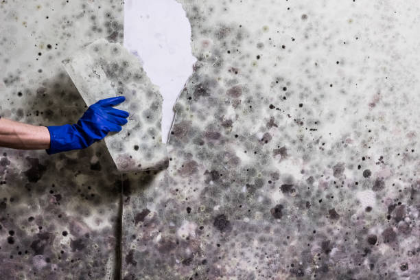 Best Local Mold Removal Service  in Springville, UT